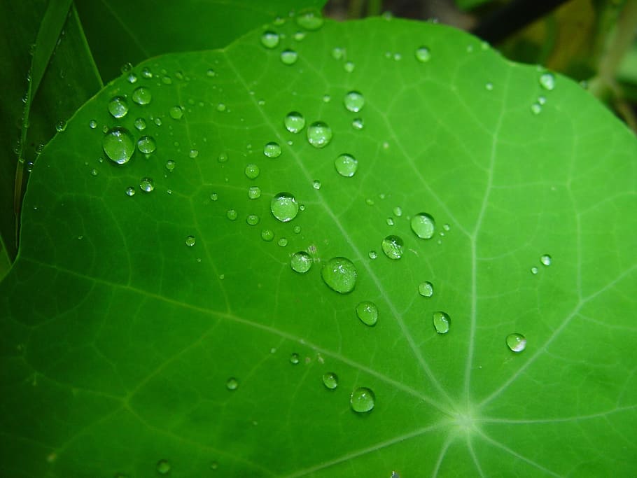 Raindrops, Leaf, Nasturtium, Plant, green, texture, macro, dew, HD wallpaper