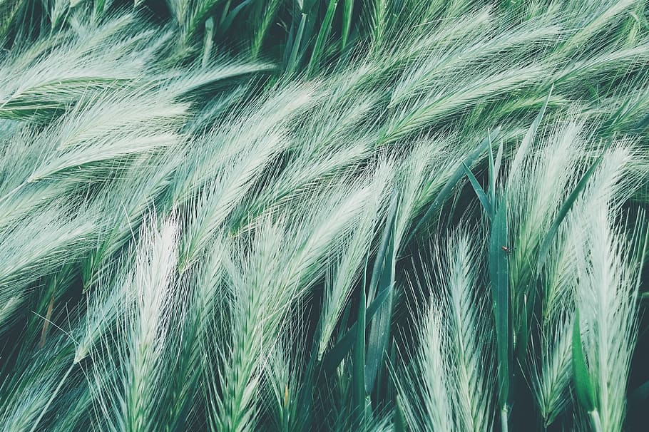 white and green feathers, wheat painting, grass, macro, nature HD wallpaper