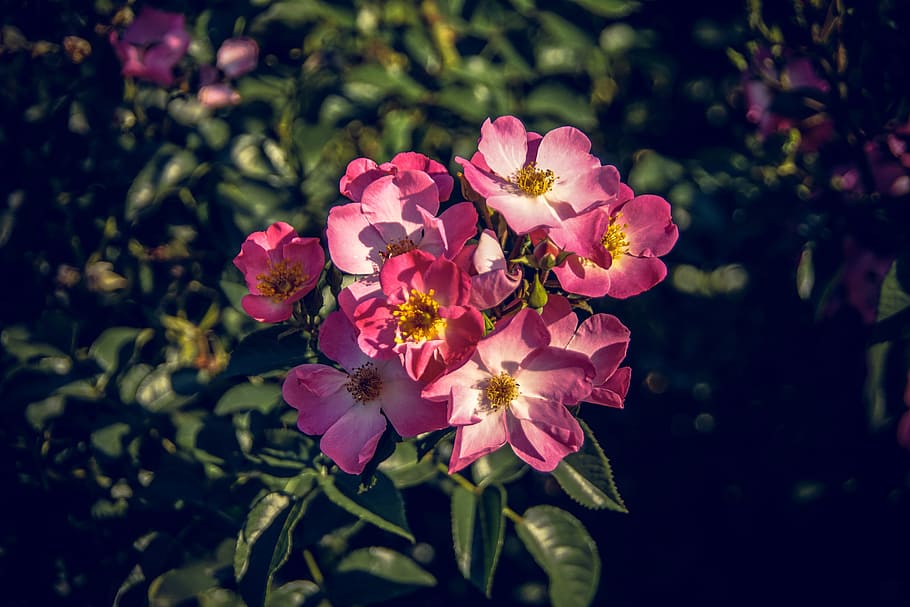 rose, blossom, bloom, close, rosaceae, velvet, flower stalk HD wallpaper