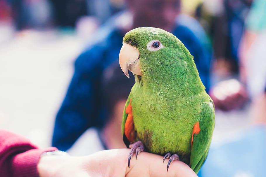 parakeet, nature, birds, parrot, vertebrate, focus on foreground HD wallpaper