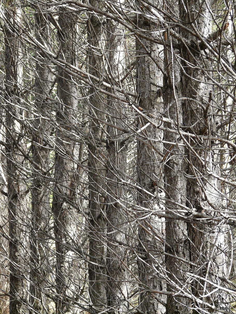 pine, forest, pine forest, scrub, thicket, dry, waldsterben HD wallpaper