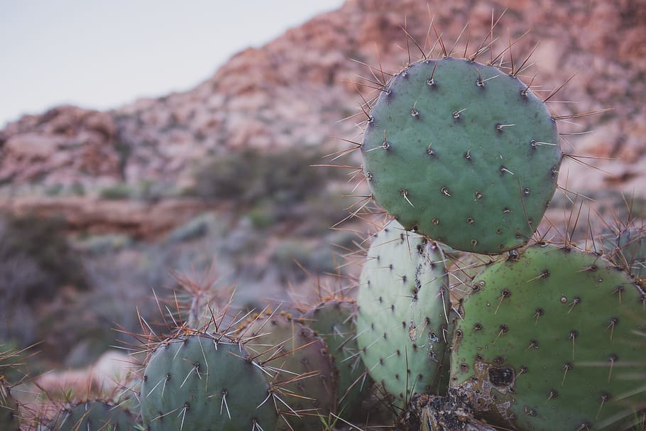 cactus, cacti, plants, nature, outdoors, succulent plant, prickly pear cactus HD wallpaper