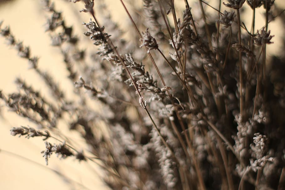 Lavender, Dry, Close-Up, nature, agriculture, plant, cereal plant HD wallpaper