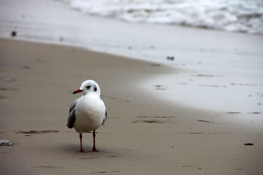 seevogel, sea, seagull, bird, beach, animal wildlife, sand HD wallpaper
