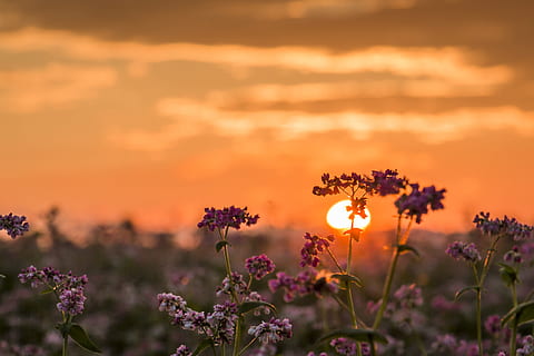 selective focus photograph of purple petaled flowers, sunset HD wallpaper