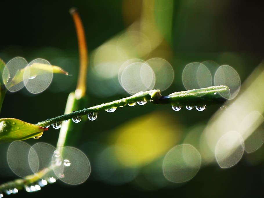 branches, bud, morgentau, raindrop, bokeh, green, black, flowers HD wallpaper