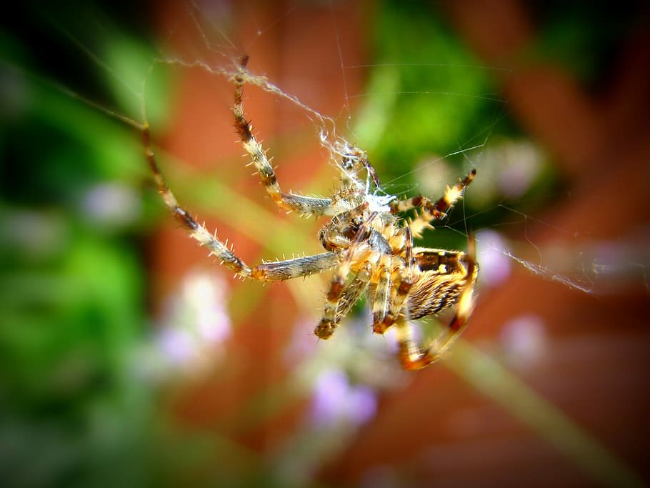 Spider, Expect, Garden, one animal, animal themes, animals in the wild HD wallpaper