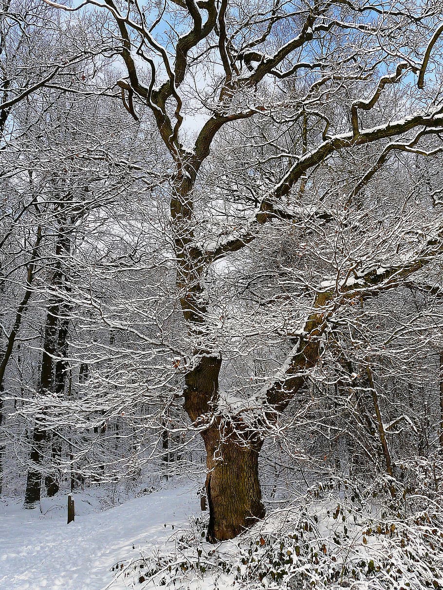 tree, snow, winter, cold, forest, frost, aesthetic, nature HD wallpaper