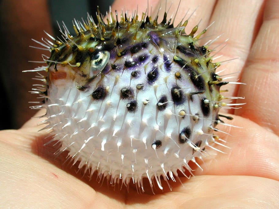 Pufferfish Wallpapers  Wallpaper Cave