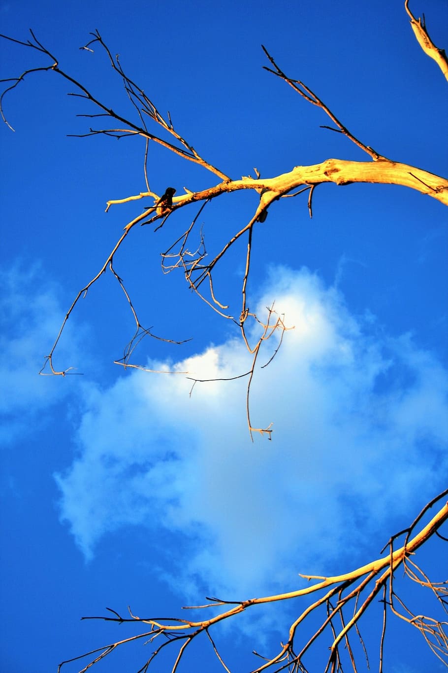tree, dead, dry, old, sunlight, glow, sky, low angle view, blue HD wallpaper