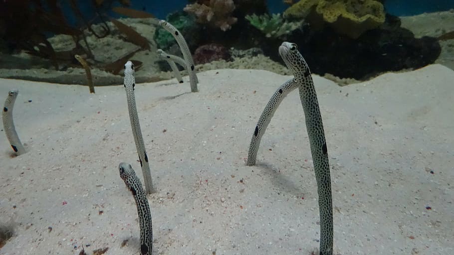 eel, fish, aquarium, no people, nature, day, close-up, focus on foreground HD wallpaper