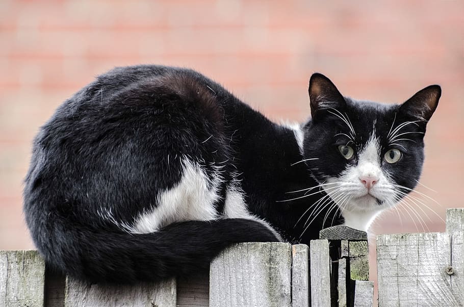 black cat on wooden fence, acrobatic, garden, balancing, neighbor