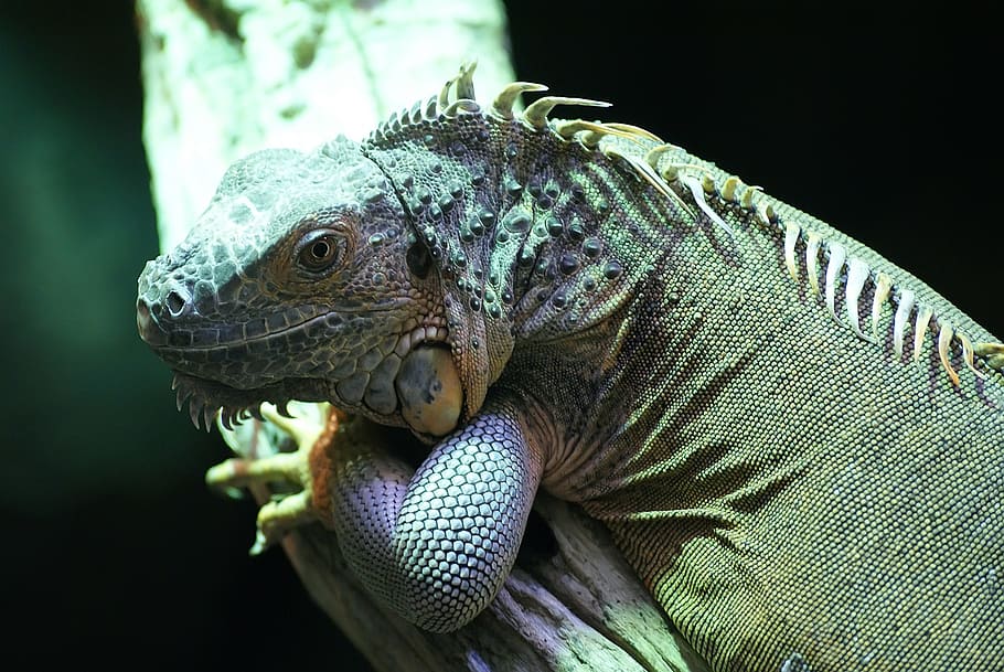 lizard, reptile, close, exotic, portrait, profile, camouflage HD wallpaper