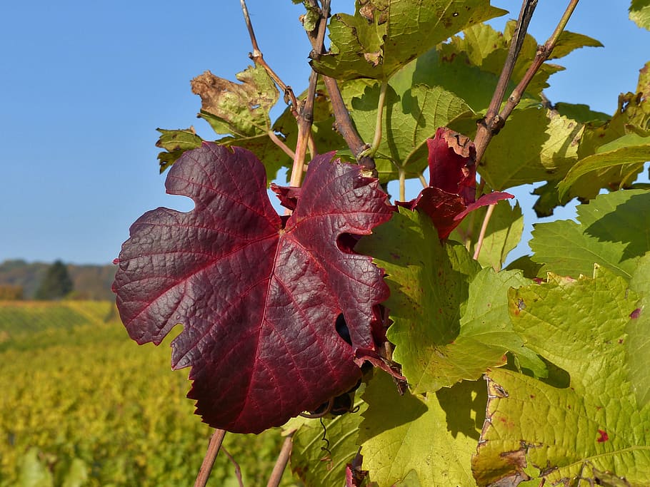 autumn, vineyard, leaf, colorful, golden october, landscape HD wallpaper