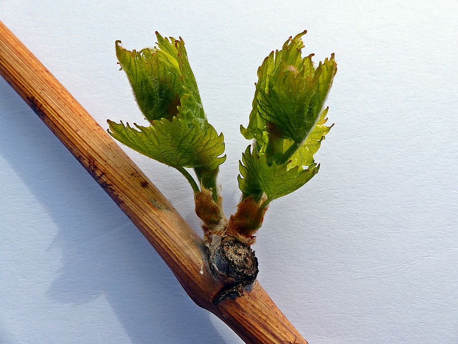 plant, wine, engine, driving tip, bud, vine, winegrowing, branch HD wallpaper