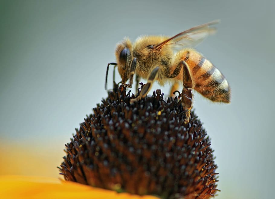 selective focus photography of honeybee perched on yellow flower HD wallpaper