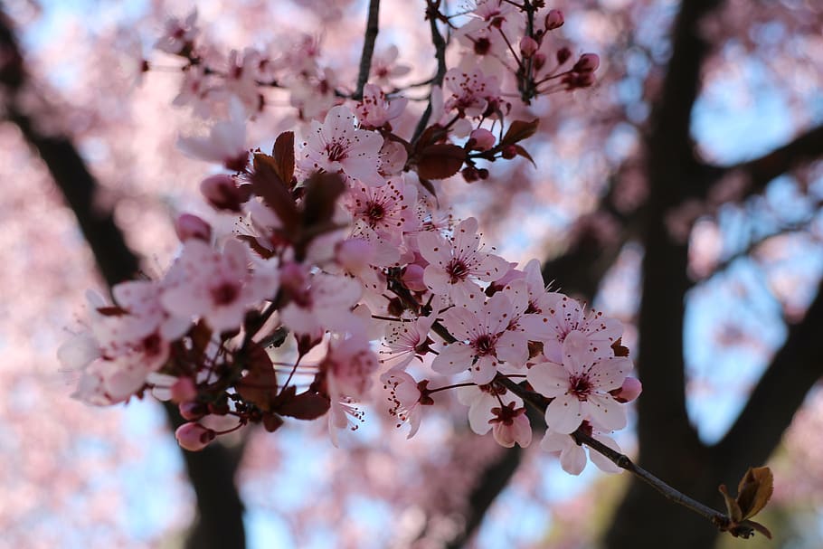 cherry blossoms, pink, natural, trees, spring, flower, flowering plant HD wallpaper