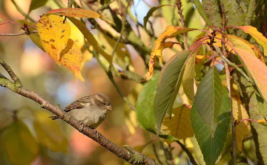 Sparrow, Bird, Tree, Branch, Sit, Nature, leaves, leaf, sperling HD wallpaper