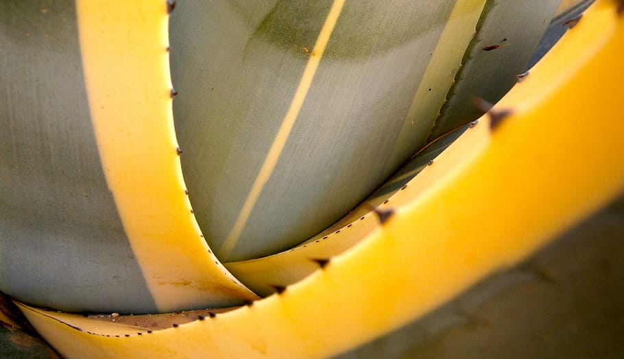 cactus, pitera, vegetable, nature, wild, close-up, yellow, no people HD wallpaper