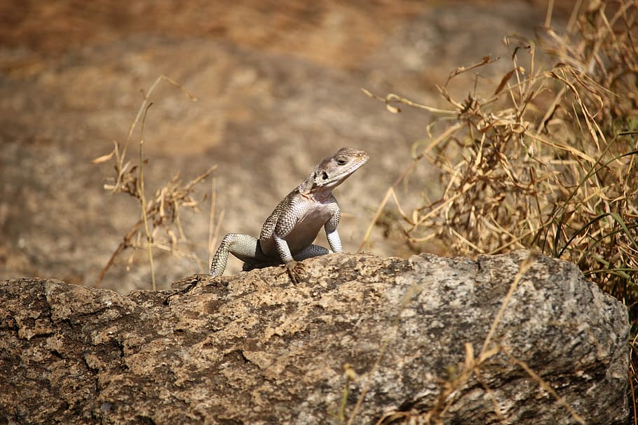 beige reptile on brown rock, gray reptile on tree trunk, lizard HD wallpaper