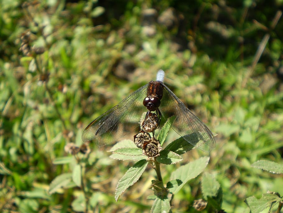 dragonfly, old water, insect, hostal, invertebrate, animals in the wild HD wallpaper