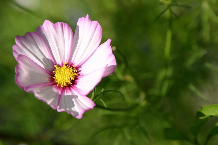 flower, pink, yellow, open, smooth, peace, nature, floral, spring HD wallpaper