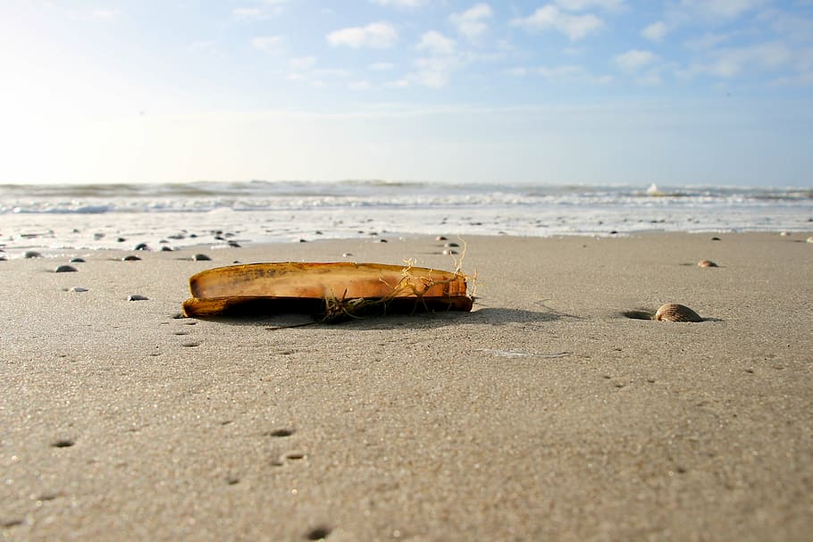 shell, beach, sand, sun, sea, summer, close, north sea, seashell HD wallpaper