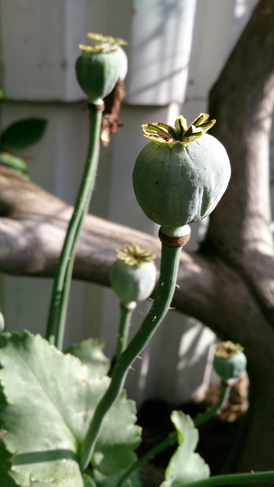 flower, core, autumn, growth, plant, close-up, focus on foreground HD wallpaper