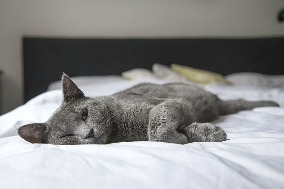 short-coated gray cat on bed, lay, bedroom, kitty, animal, home HD wallpaper