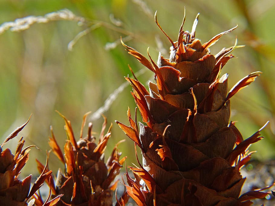 Cones, Pine, Tree, Pinecone, Coniferous, flora, macro, backlight HD wallpaper