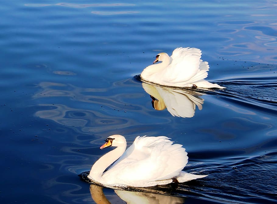 swans, couple, pride, plumage, lake, lake constance, rorschach HD wallpaper