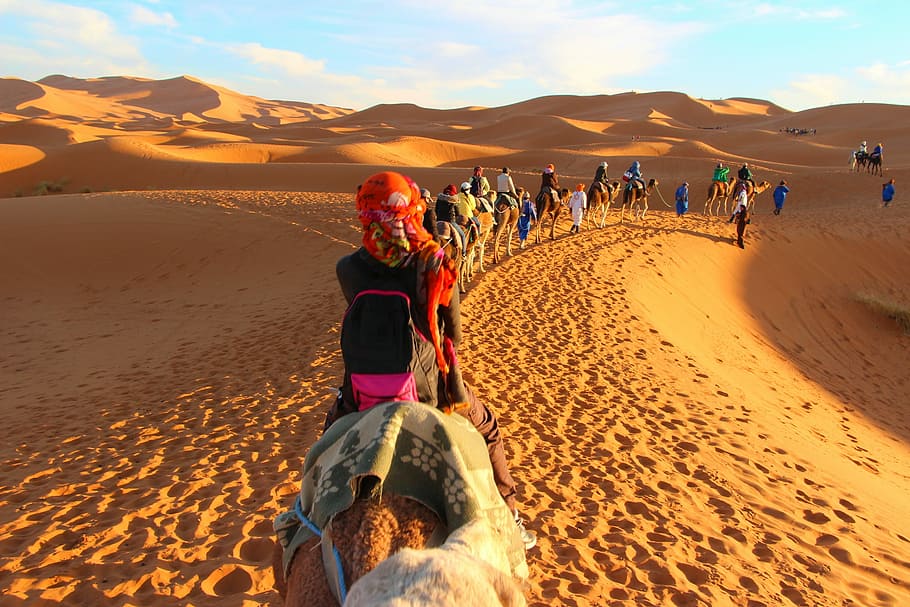 men walking in desert during daytime, caravan, camels, adventure