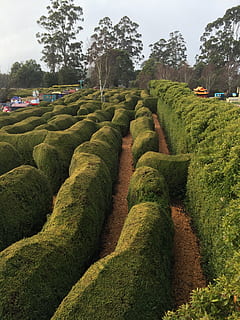 maze, green, labyrinth, game, puzzle, lost, symbol, complexity HD wallpaper