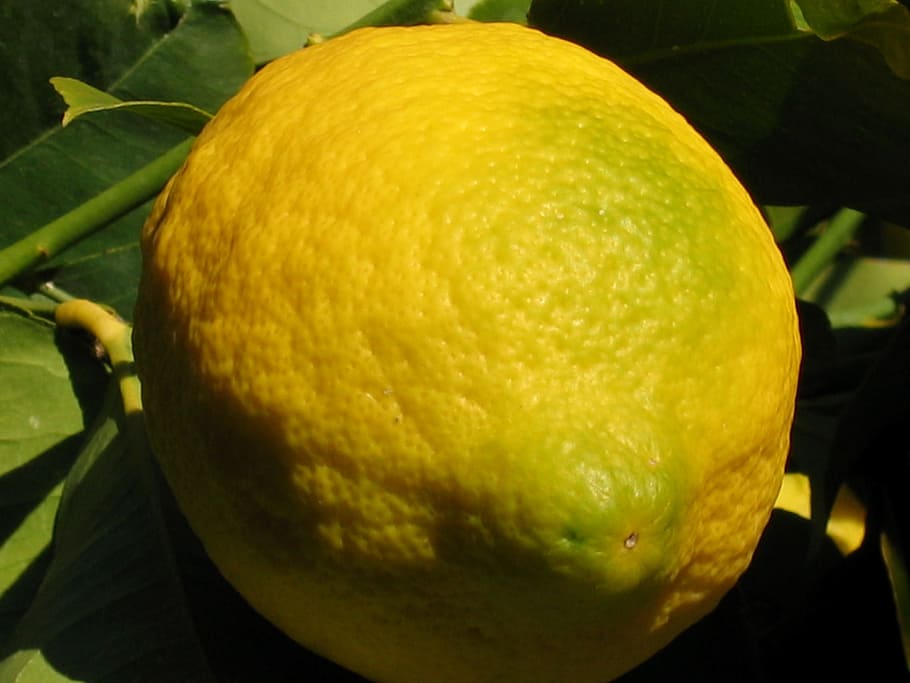 Lemon, Fruit, Citrus, Yellow, Tree, nature, macro, vegetable HD wallpaper