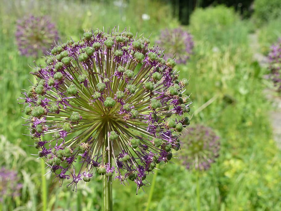 flower, violet, green, meadow, purple, nature, violet green HD wallpaper
