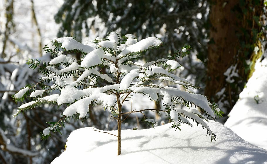 Tree, Plant, Winter, Snow, Snowy, snowed in, wintry, cold temperature HD wallpaper