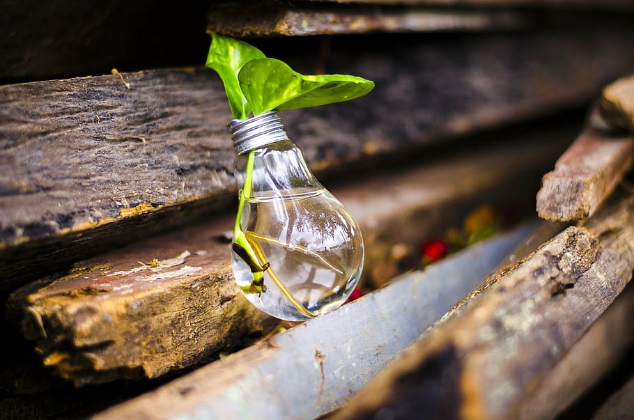 bulb vase with green leafed plant on brown lumber, light, recycle HD wallpaper