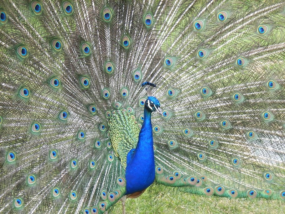 HD wallpaper: peacock, feathers, blue, colourful, bird, nature, display,  beauty | Wallpaper Flare
