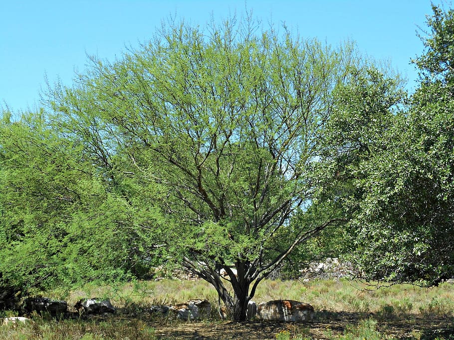 texas tree, wild tree, country, plant, growth, nature, green color HD wallpaper