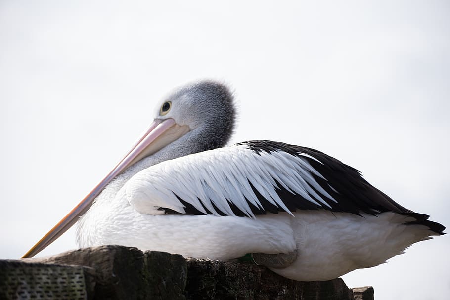 pairi daiza, stork, bird, animal, animal themes, vertebrate HD wallpaper