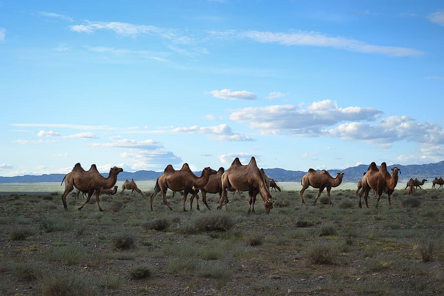 herd of camels on ground, Mongolia, Steppe, animal themes, horse HD wallpaper
