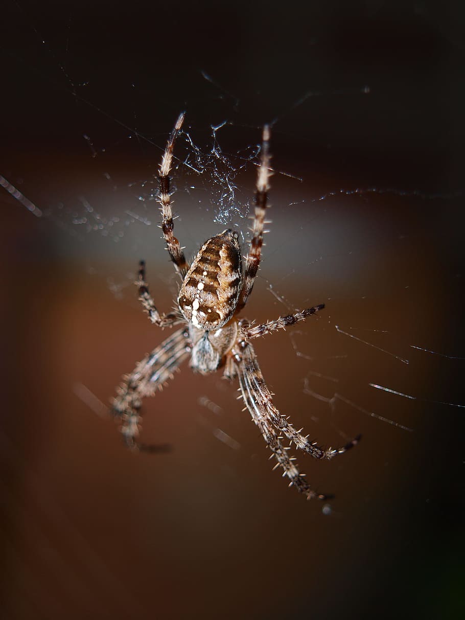 Spider, Close, Network, Insect, Nature, invertebrates, arachne, HD wallpaper