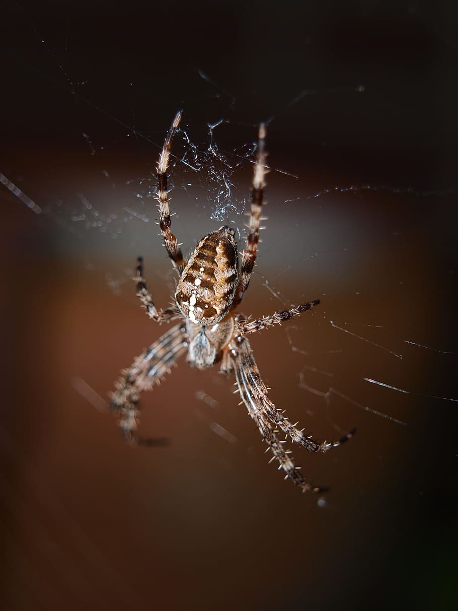 Spider, Close, Network, Insect, Nature, invertebrates, arachne HD wallpaper