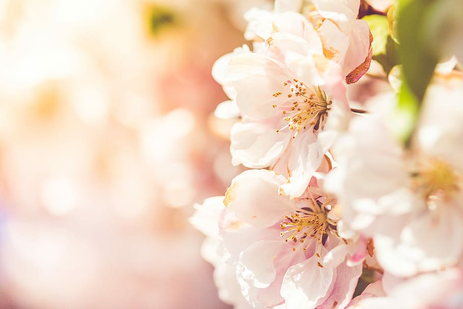 Wonderful Spring Blooms, beauty, colorful, dreamy, flowers, may, HD wallpaper