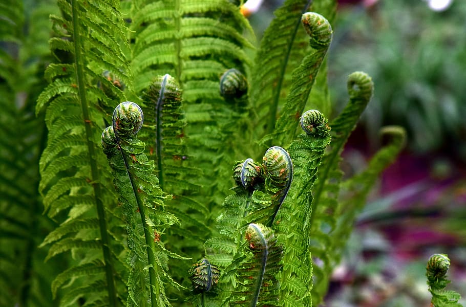 green leafed fern leaves, plant, forest, leaf fern, nature HD wallpaper