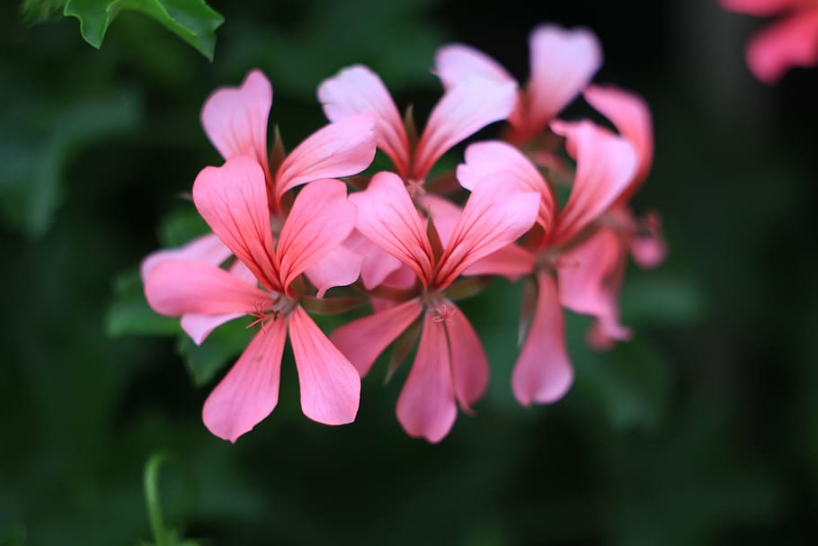 flower, pink, spring, plant, flowers, flowering plant, pink color HD wallpaper