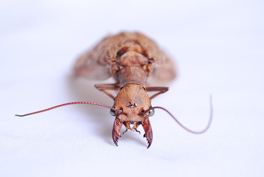 insect, animal, nature, close-up, studio shot, one animal, invertebrate HD wallpaper