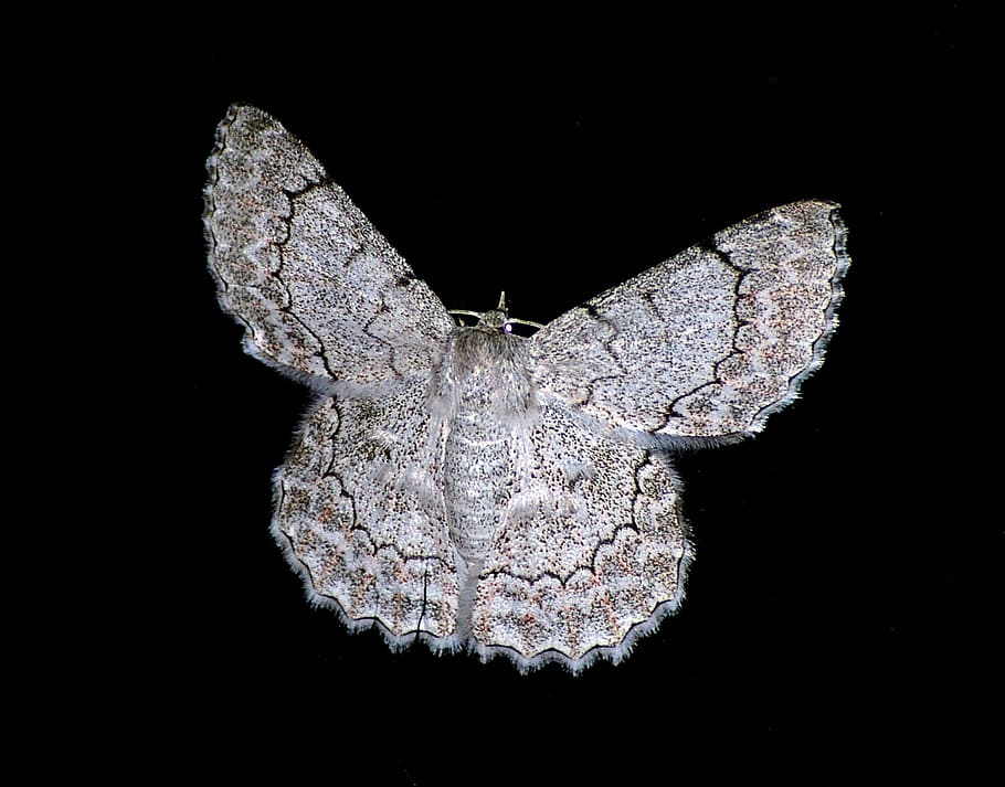 moth, large, insect, white, black, lacy, pattern, intricate HD wallpaper