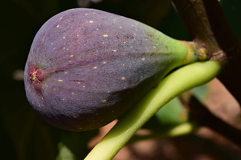 fig, blue fig, fig tree, fruit, real coward, fruits, food, fig fruit HD wallpaper
