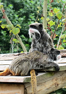 Emperor Tamarin, Monkey, Mustache, little monkey, monkeys, animal wildlife HD wallpaper